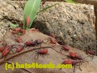 /home//u458753944/public_html/sourcegallery///////////Insects and small critters/aphids cicadas lanternflies and true bugs (Hemiptera)/P6110682.JPG